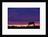 Horse Silhouette at Sunset by Anonymous