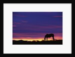 Horse Silhouette at Sunset by Anonymous