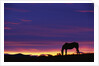 Horse Silhouette at Sunset by Anonymous