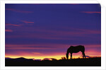 Horse Silhouette at Sunset by Anonymous