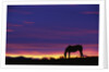 Horse Silhouette at Sunset by Anonymous