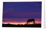 Horse Silhouette at Sunset by Anonymous