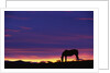 Horse Silhouette at Sunset by Anonymous