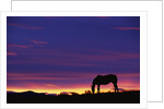 Horse Silhouette at Sunset by Anonymous