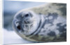 Weddell Seal by Anonymous