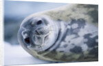 Weddell Seal by Anonymous