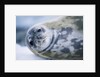 Weddell Seal by Anonymous