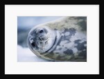 Weddell Seal by Anonymous