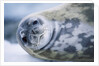 Weddell Seal by Anonymous
