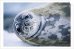 Weddell Seal by Anonymous