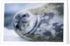 Weddell Seal by Anonymous