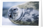 Weddell Seal by Anonymous