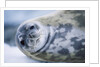 Weddell Seal by Anonymous