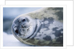 Weddell Seal by Anonymous