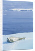 Weddell Seal Resting on Iceberg by Anonymous