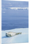 Weddell Seal Resting on Iceberg by Anonymous