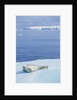 Weddell Seal Resting on Iceberg by Anonymous