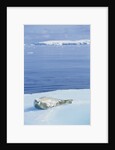 Weddell Seal Resting on Iceberg by Anonymous