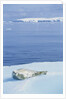 Weddell Seal Resting on Iceberg by Anonymous