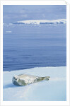 Weddell Seal Resting on Iceberg by Anonymous