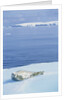 Weddell Seal Resting on Iceberg by Anonymous