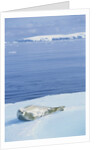 Weddell Seal Resting on Iceberg by Anonymous