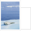 Weddell Seal Resting on Iceberg by Anonymous