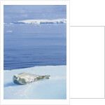 Weddell Seal Resting on Iceberg by Anonymous