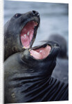 Elephant Seals Sparing by Anonymous