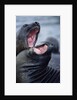 Elephant Seals Sparing by Anonymous
