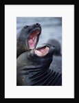 Elephant Seals Sparing by Anonymous