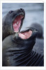 Elephant Seals Sparing by Anonymous