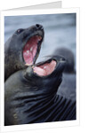 Elephant Seals Sparing by Anonymous