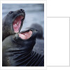 Elephant Seals Sparing by Anonymous