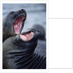 Elephant Seals Sparing by Anonymous