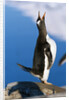 Gentoo Penguin Calling by Anonymous