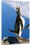 Gentoo Penguin Calling by Anonymous