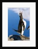 Gentoo Penguin Calling by Anonymous
