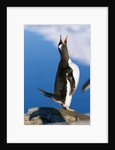 Gentoo Penguin Calling by Anonymous