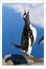 Gentoo Penguin Calling by Anonymous