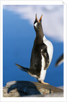 Gentoo Penguin Calling by Anonymous