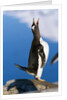 Gentoo Penguin Calling by Anonymous