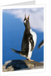 Gentoo Penguin Calling by Anonymous