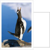 Gentoo Penguin Calling by Anonymous