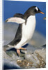 Gentoo Penguin Stretching Wings by Anonymous