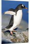 Gentoo Penguin Stretching Wings by Anonymous