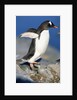 Gentoo Penguin Stretching Wings by Anonymous