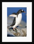 Gentoo Penguin Stretching Wings by Anonymous