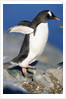 Gentoo Penguin Stretching Wings by Anonymous