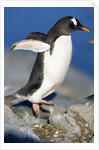 Gentoo Penguin Stretching Wings by Anonymous